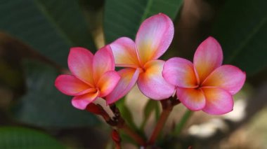 Güzel pembe Plumeria portre