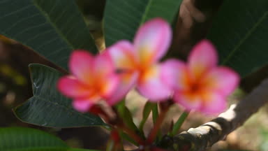 Güzel pembe Plumeria portre