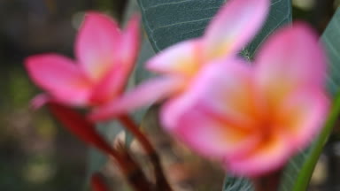 Güzel pembe Plumeria portre