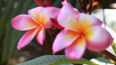 Güzel pembe Plumeria portre