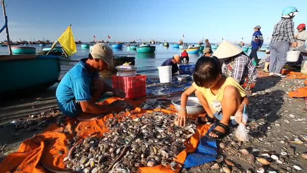 Mui Ne, Vietnam-januar 06,2017: Hver dag, tidligt om morgenen, når fiskerne vender tilbage med en fangst, sorterer folk ud og forbereder frisk fisk og skaldyr til salg. . – Stock-video