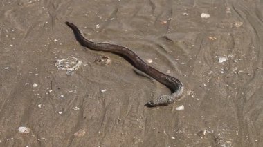 yılan balığı Asya mutfağının balık