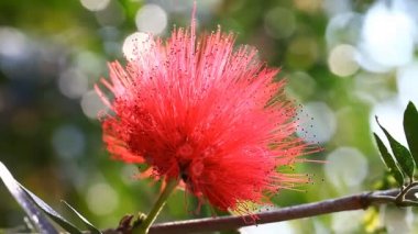Tropikal çiçek Mimosa pudica Tayland çiçek