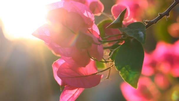 Naturens skönhet. Solnedgång och blommor. Bougainvillea blommor blomma med en varm sommar solnedgång — Stockvideo