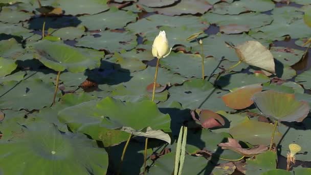 Lotus - buddhismen heliga blomma — Stockvideo