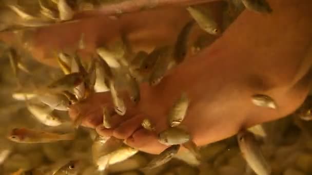 Foot peeling ψάρια γκρο πλαν — Αρχείο Βίντεο