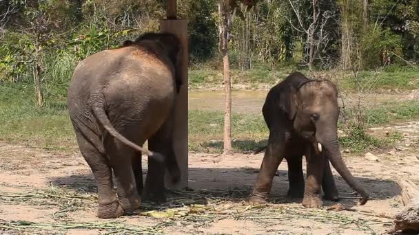 A family of Asian elephants on an elephant farm in Thailand — Stock Video