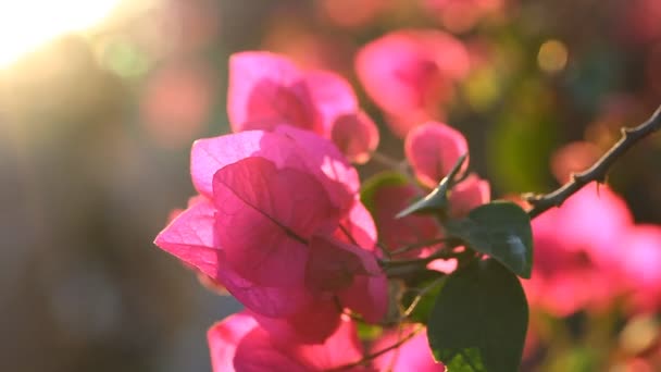 Flores de buganvillas florecen con una cálida puesta de sol de verano — Vídeos de Stock