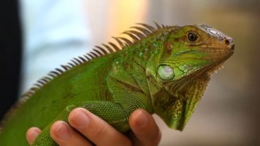 Kertenkele Agama - sürüngenler Asya'da yaygın bir türü