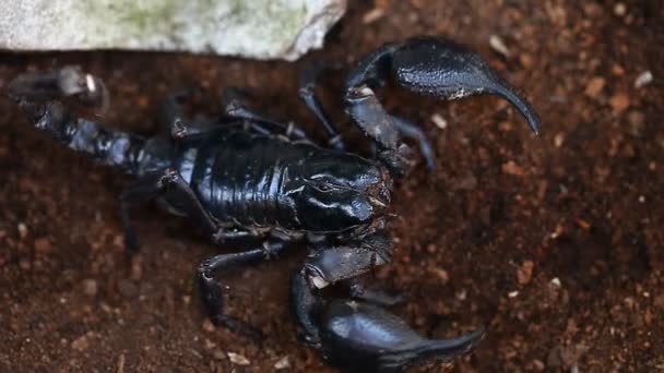 Asiatico nero scorpione in Thaialnd — Video Stock