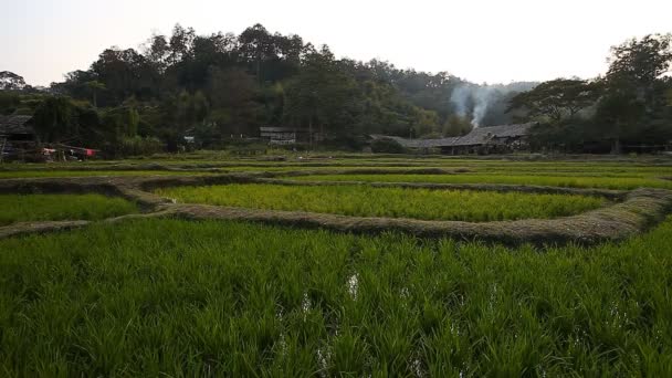 Teelt van rijst in Asia.Fresh terras rijst veld — Stockvideo