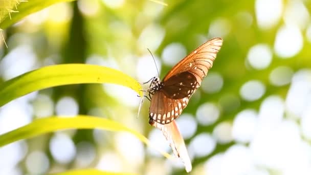 Borboleta tropical close-up — Vídeo de Stock