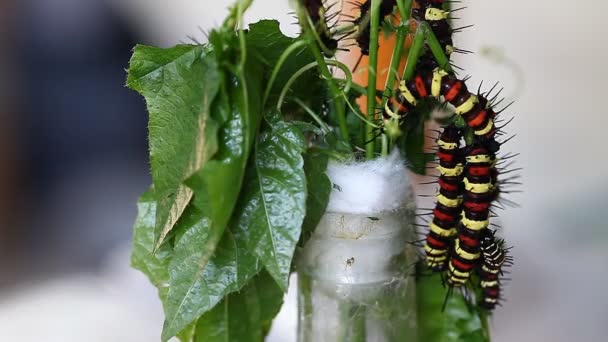 Caterpillar egy trópusi pillangó. Trópusi rovarok. — Stock videók