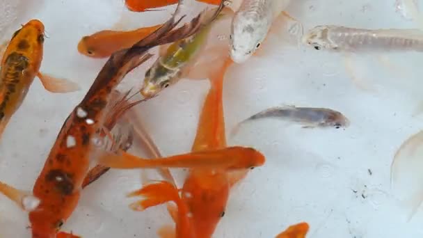 Рибний ринок в Гонконзі. Декоративні золоті рибки — стокове відео