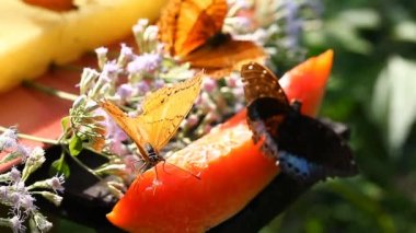 Tropikal kelebekler üzerinde meyve nektarı besleme