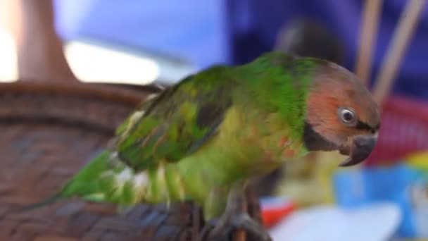 Loro tropical al aire libre en Camboya — Vídeos de Stock