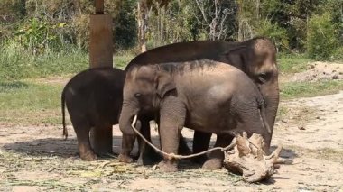 Asya filler Tayland'da bir fil çiftlikte onun bebek fil ile ailesinin