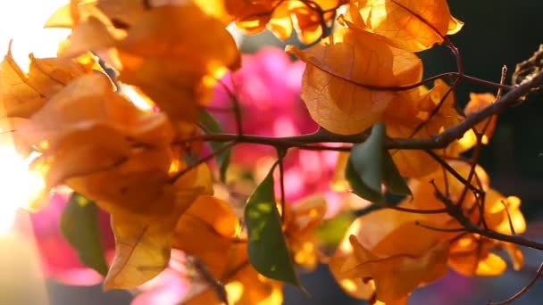 Bougainvillea flowers blossom with a warm summer sunset — Stock Video