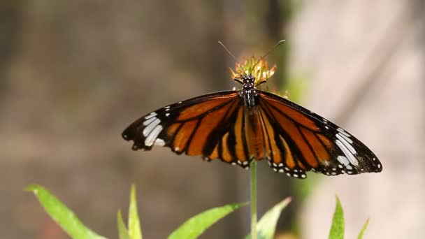 Exotischer Schmetterling aus nächster Nähe in einem tropischen Garten — Stockvideo
