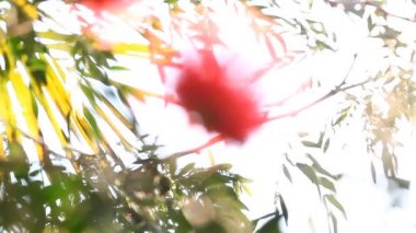 Tropikal çiçek Mimosa pudica Tayland çiçek