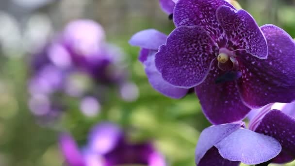 Fleur d'orchidée scène de gros plan avec une séquence de mise au point douce 