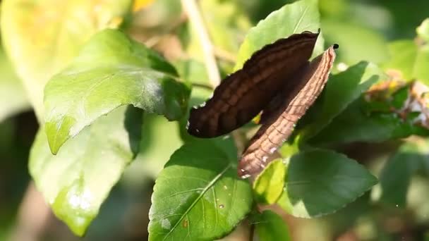 Exotic tropical insects in the terrarium of Thailand. Insects of Asia — Stock Video