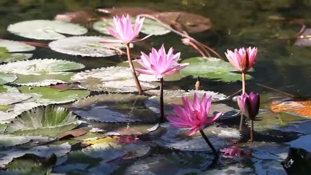 Lótus - uma flor sagrada no budismo. Personaliza pureza e harmonia — Vídeo de Stock