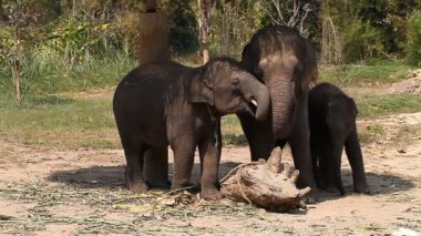 Asya filler Tayland'da bir fil çiftlikte bir ailenin