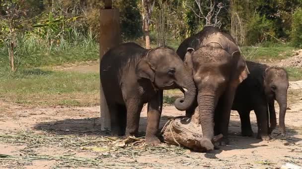 Family of Asian elephants with his baby elephant on an elephant farm in Thailand — Stock Video