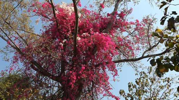 Delonix Regia. Bela árvore tropical com flores — Vídeo de Stock