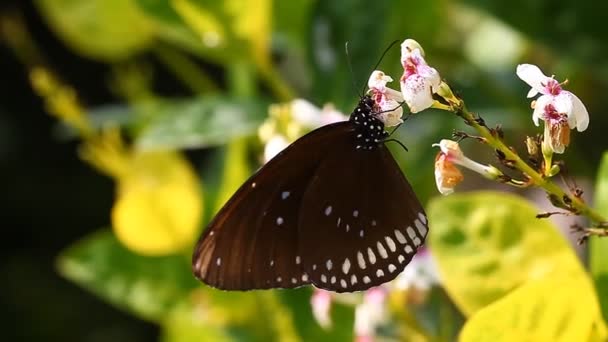 Egzotikus pillangó közelről egy trópusi kertben — Stock videók