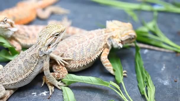 Lagarto Agama - una especie común de reptiles en Asia — Vídeos de Stock