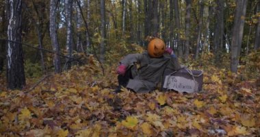 Sonbahar ormanında kötü ve korkutucu zombi kabak. Jack-o-fener. Cadılar Bayramı efsanesi