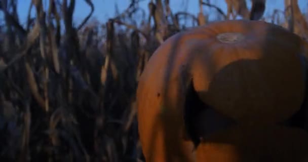 Jack-o-lámpás közelről. Halloween ijesztő sütőtök fej közelről megy keresztül a kukorica mező. — Stock videók