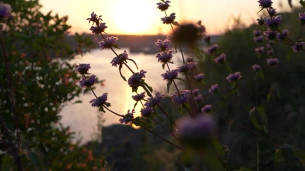 O início de um novo dia na natureza. Belas imagens em câmera lenta com flores silvestres selvagens ao amanhecer contra o pano de fundo do sol e do rio nascentes. — Vídeo de Stock