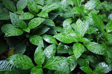 Güzel doğa arka plan, Strobilanthes cusia (Nees) Kuntze bitki veya Ayıpençesigiller Tay adı Ton Hom denilen.