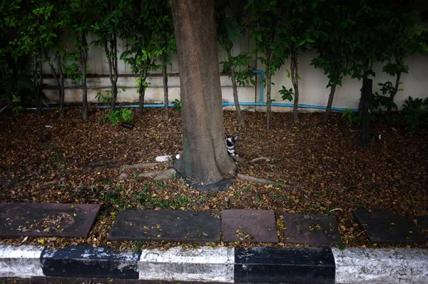 Cat hidden Behind the Tree