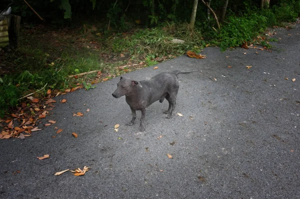 孤独流浪的疥疮狗走在路上 — 图库照片