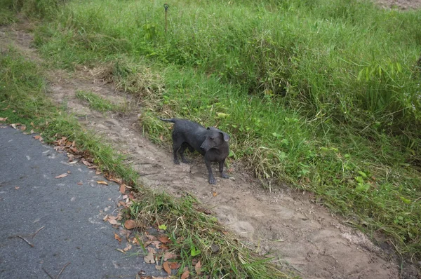 Einsam Streunender Krätze Hund Läuft Auf Der Straße — Stockfoto