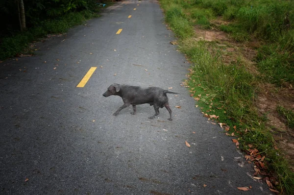 Lonely Stray Scabies Dog Walk Road — Stock Photo, Image