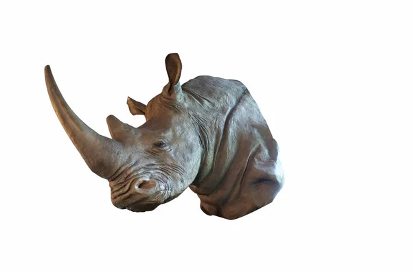 Rhino Rhinoceros Close — Stock Photo, Image