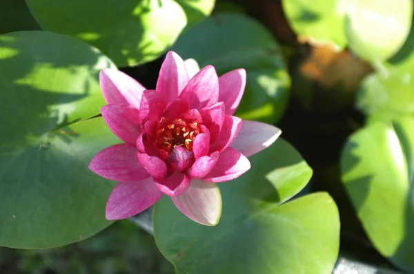 Закрыть Изображение Цветущем Розовом Цветке Лотоса Естественном Фоне Лотос Лист — стоковое фото