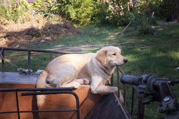 Sød Hund Sidevogn Motorcykel Sjovt - Stock-foto