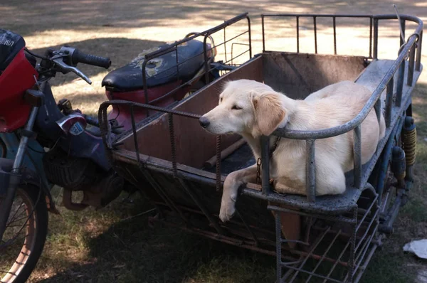 Netter Hund Auf Einem Beiwagen Motorrad Lustig — Stockfoto