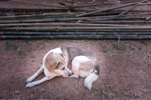 Chien Seul Dormant Sur Une Petite Pierre Concept Seul — Photo