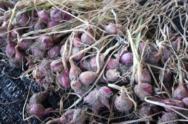 sahada kırmızı soğan hasat.