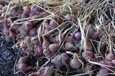 sahada kırmızı soğan hasat.