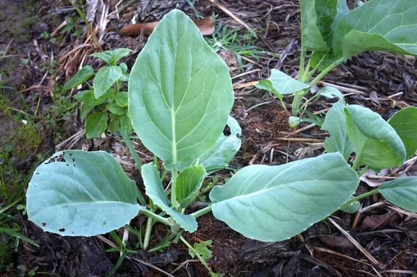 Geç yaz sebze bahçesi.