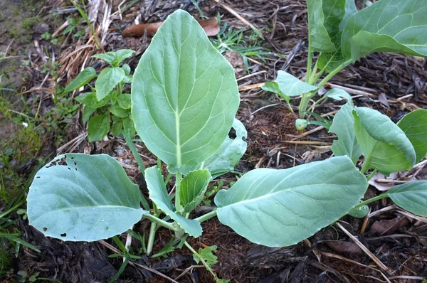 Geç yaz sebze bahçesi.