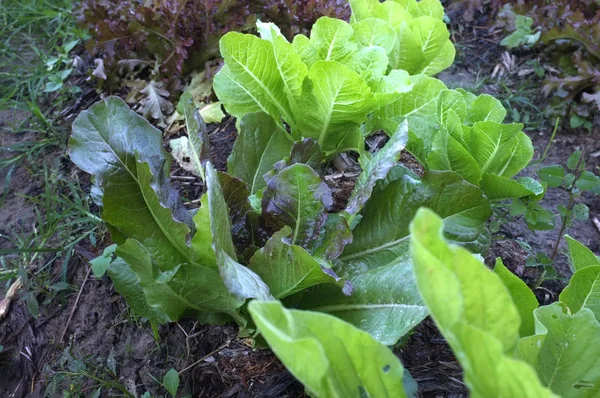 Geç yaz sebze bahçesi.